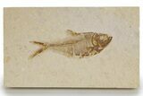 Detailed Fossil Fish (Diplomystus) - Wyoming #318612-1